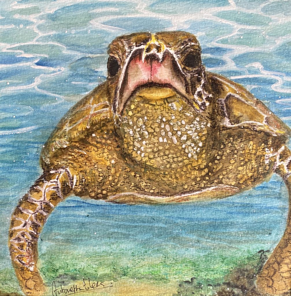 aquarel zeeschildpad